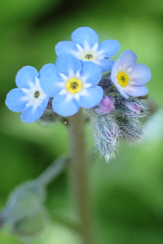 Wood Forget-me-not