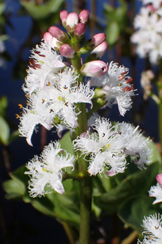 Bogbean