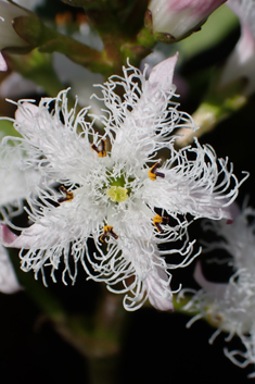 Bogbean