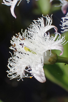 Bogbean