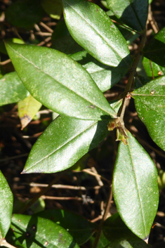 Common Myrtle
