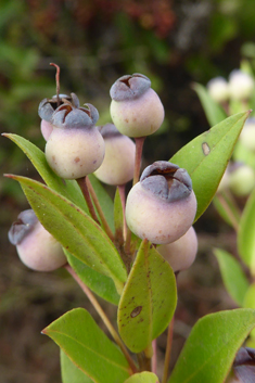 Common Myrtle