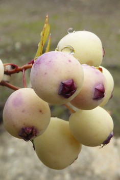 Common Myrtle