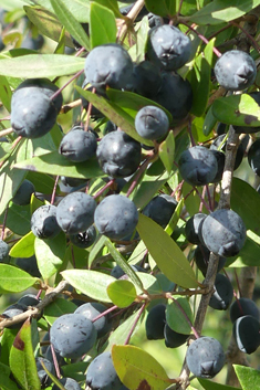Common Myrtle