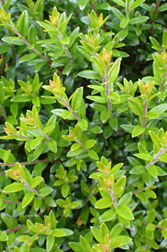 Common Myrtle
