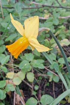 Jonquil