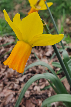 Jonquil