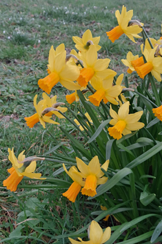Jonquil