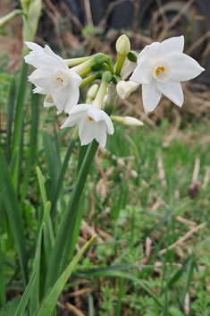 Paper-white Daffodil