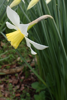 Boutigny's Daffodil