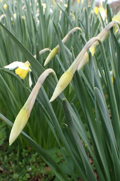 Boutigny's Daffodil