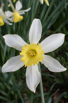 Boutigny's Daffodil