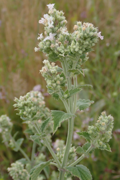 Common Cat-mint