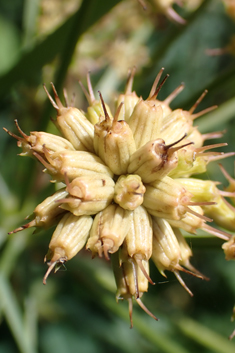 Hemlock Water-dropwort