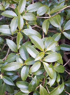 Burkwood's Osmanthus
