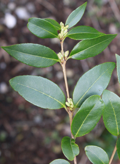 Burkwood's Osmanthus