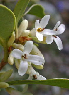Burkwood's Osmanthus