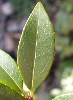 Burkwood's Osmanthus