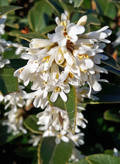 Burkwood's Osmanthus