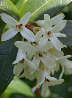 Burkwood's Osmanthus