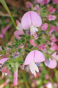 Spiny Restharrow