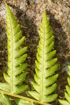 Lemon-scented Fern