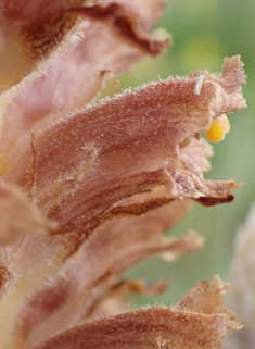 Knapweed Broomrape