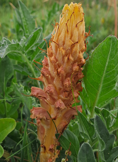 Knapweed Broomrape