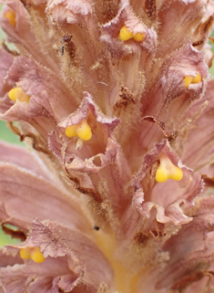 Knapweed Broomrape