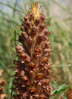 Knapweed Broomrape