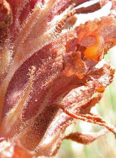 Knapweed Broomrape