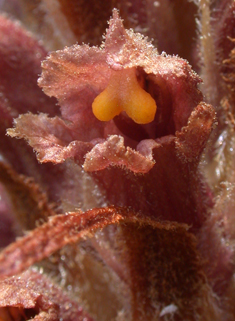 Knapweed Broomrape