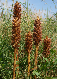 Knapweed Broomrape