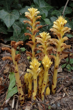 Ivy Broomrape