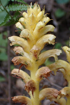 Ivy Broomrape