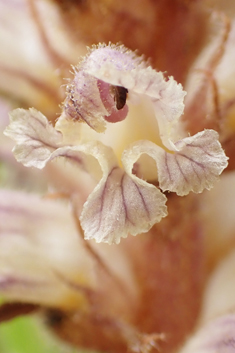 Common Broomrape