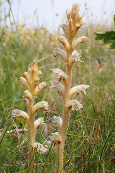 Common Broomrape