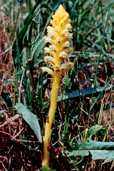 Common Broomrape