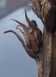 Yarrow Broomrape