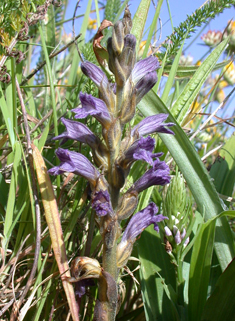 Yarrow Broomrape