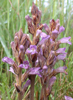 Yarrow Broomrape