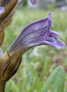 Yarrow Broomrape