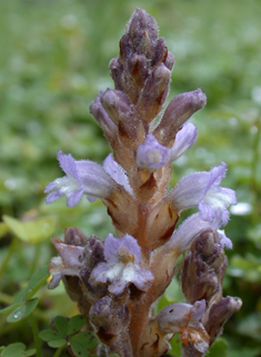 Hemp Broomrape