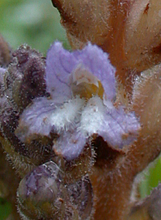 Hemp Broomrape