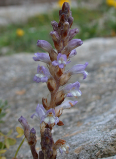 Hemp Broomrape