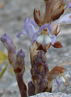 Hemp Broomrape