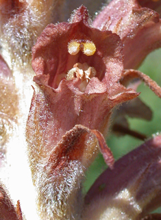 Greater Broomrape