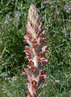 Greater Broomrape
