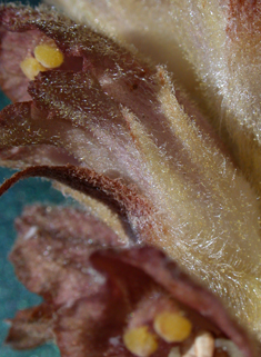 Greater Broomrape