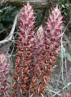 Greater Broomrape
